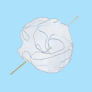 ワンタッチフラワーリボン シロ 50x20m