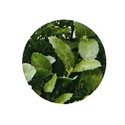 �n�[�u�i�`�������}�b�g