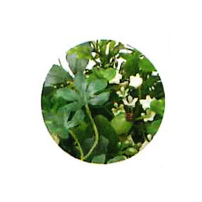 �O���[���~�b�N�X�}�b�g