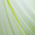 �I�[�K���W PAFA7606 ���C�g�O���[��(���[�g���P��) 