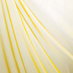 �I�[�K���W PAFA7606 �C�G���[(���[�g���P��) 