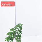 �A�N������2mm�� 160�~180 ����