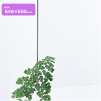 �A�N������2mm�� 545�~650 ����
