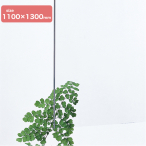 �A�N������2mm�� 1100�~1300 ����