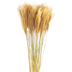 �X�X�L(DO50440)