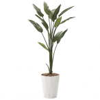 �X�g���`�A1.6(���t)